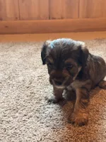 J.j., a female Jack Russell Terrier and Poodle - Miniature  for sale in Millbury, MA – 1 of 1