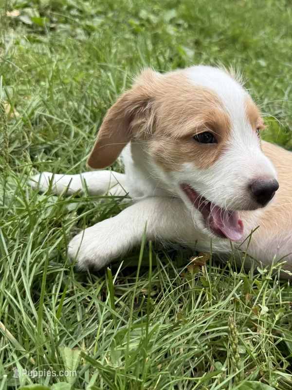 Ruydy – Beagle puppy for sale in Millbury, MA