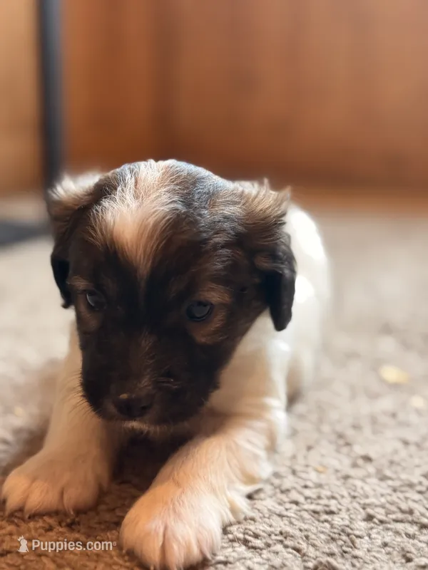 Arron – Jack Russell Terrier, Poodle - Miniature  puppy for sale in Millbury, MA