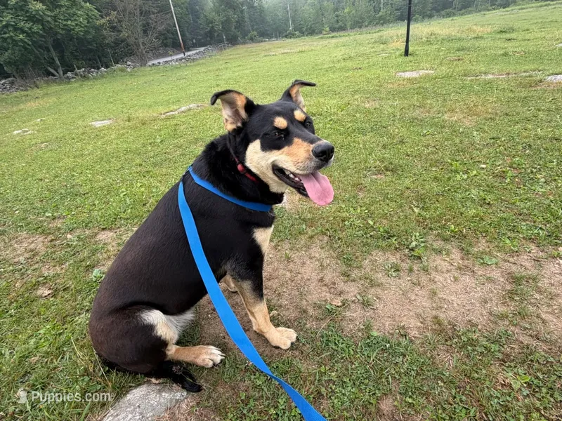Buddy Girl – Alaskan Husky puppy for sale in Millbury, MA