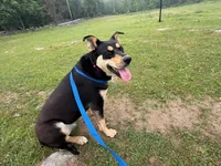 Buddy Girl, a female Alaskan Husky for sale in Millbury, MA – 1 of 1