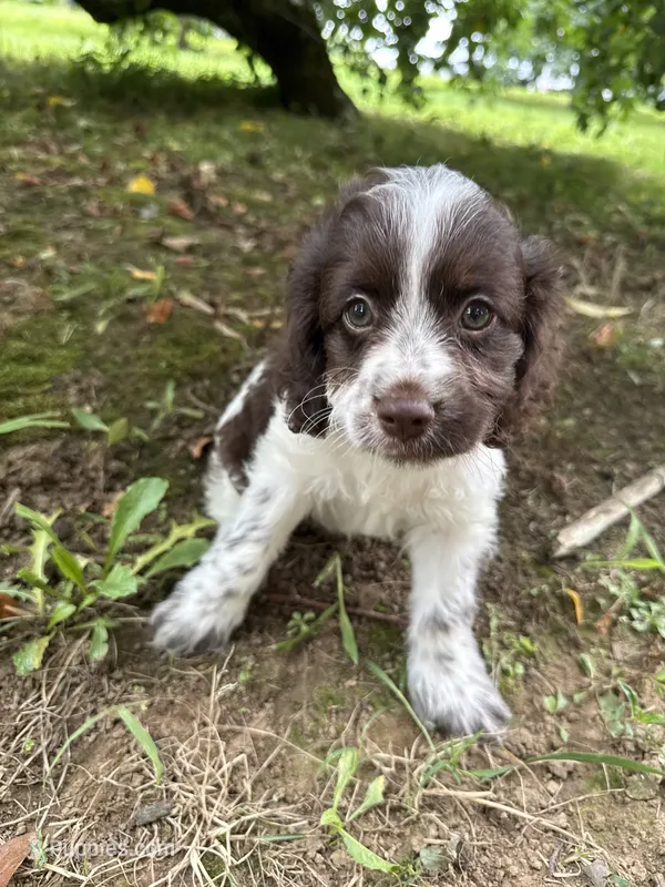 Brandy – Cockapoo puppy for sale in Millbury, MA
