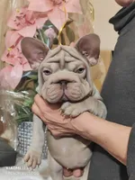 Dior, a female French Bulldog for sale in Saugus, MA – 1 of 4