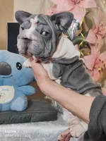 Boba, a male French Bulldog for sale in Saugus, MA – 3 of 4