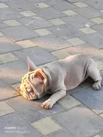 Dior, a female French Bulldog for sale in Saugus, MA – 4 of 4