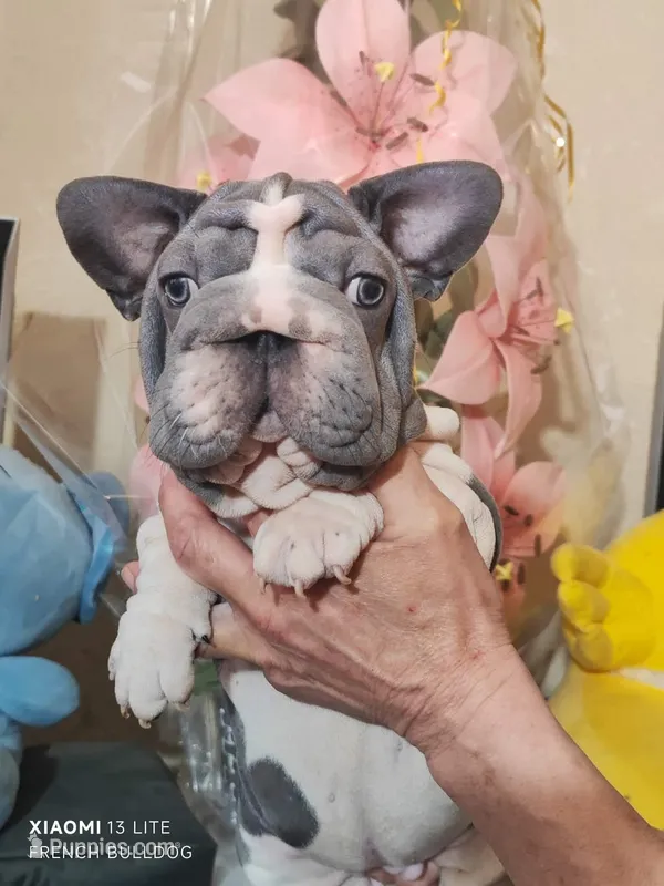 Boba – French Bulldog puppy for sale in Saugus, MA