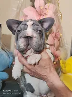 Boba, a male French Bulldog for sale in Saugus, MA – 1 of 4