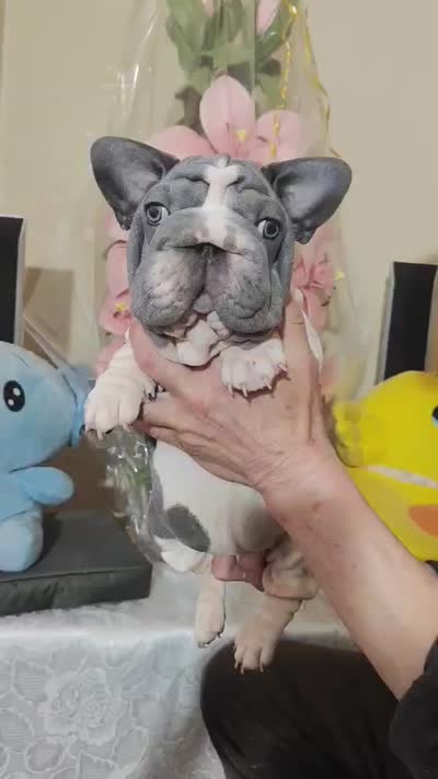 Boba, a male French Bulldog for sale in Saugus, MA – 4 of 4