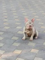 Dior, a female French Bulldog for sale in Saugus, MA – 2 of 4
