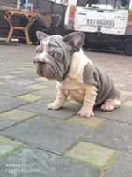 Boba, a male French Bulldog for sale in Saugus, MA – 2 of 4