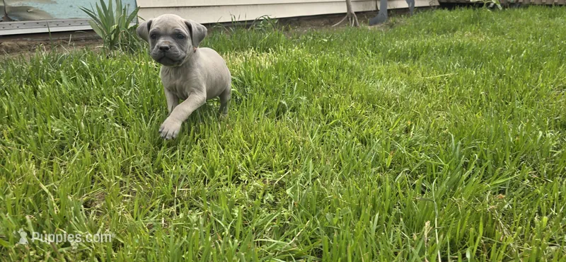 Pink Collar – Cane Corso puppy for sale in Springdale, WA