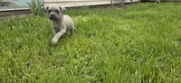 Pink Collar, a female Cane Corso for sale in Springdale, WA – 1 of 9