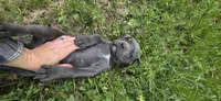 Blue (Gray) , a female Cane Corso for sale in Springdale, WA – 2 of 4