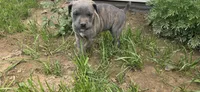 Blue Brindle , a female Cane Corso for sale in Springdale, WA – 7 of 7