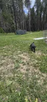 Green Collar , a male Cane Corso for sale in Springdale, WA – 6 of 6