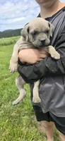 Pink Collar, a female Cane Corso for sale in Springdale, WA – 6 of 9