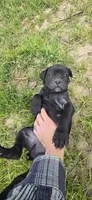 Green Collar , a male Cane Corso for sale in Springdale, WA – 1 of 6
