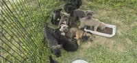 Black Brindle , a female Cane Corso for sale in Springdale, WA – 2 of 3