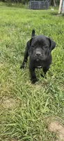 Orange Collar , a male Cane Corso for sale in Springdale, WA – 2 of 4