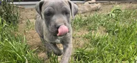 Blue Brindle , a female Cane Corso for sale in Springdale, WA – 5 of 7