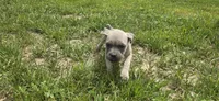 Pink Collar, a female Cane Corso for sale in Springdale, WA – 9 of 9