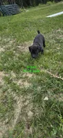 Green Collar , a male Cane Corso for sale in Springdale, WA – 2 of 6