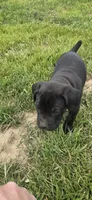 Orange Collar , a male Cane Corso for sale in Springdale, WA – 2 of 6