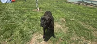 Jasmine , a female Cane Corso for sale in Springdale, WA – 1 of 1