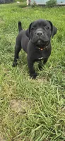 Orange Collar , a male Cane Corso for sale in Springdale, WA – 3 of 4