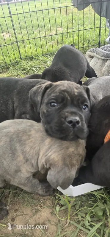 Black Brindle  – Cane Corso puppy for sale in Springdale, WA