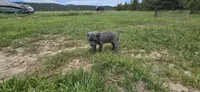 Blue (Gray) , a female Cane Corso for sale in Springdale, WA – 4 of 4