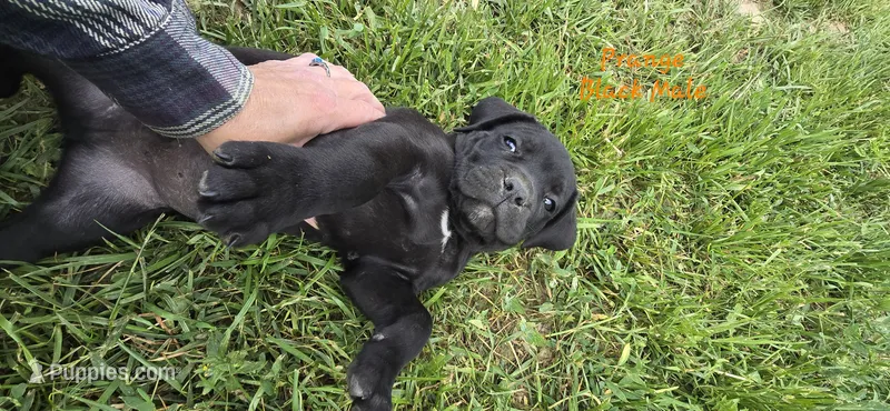 Orange Collar  – Cane Corso puppy for sale in Springdale, WA