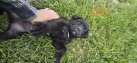 Orange Collar , a male Cane Corso for sale in Springdale, WA – 1 of 6