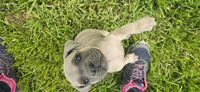 Pink Collar, a female Cane Corso for sale in Springdale, WA – 3 of 9
