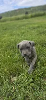 Blue Brindle , a female Cane Corso for sale in Springdale, WA – 6 of 7