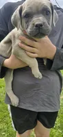 Pink Collar, a female Cane Corso for sale in Springdale, WA – 2 of 9