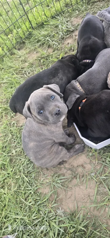 Blue Brindle  – Cane Corso puppy for sale in Springdale, WA
