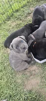 Blue Brindle , a female Cane Corso for sale in Springdale, WA – 1 of 7