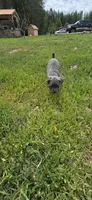 Blue (Gray) , a female Cane Corso for sale in Springdale, WA – 3 of 4
