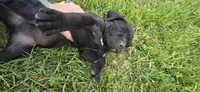 Orange Collar , a male Cane Corso for sale in Springdale, WA – 5 of 6