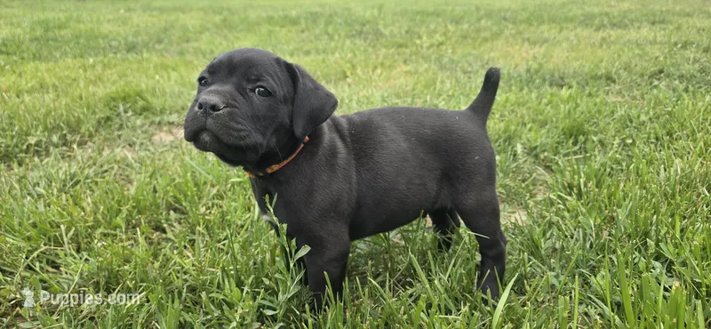 Orange Collar  – Cane Corso puppy for sale in Springdale, WA
