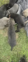 Black Brindle , a female Cane Corso for sale in Springdale, WA – 3 of 3