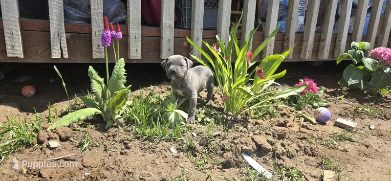 Blue Brindle  – Cane Corso puppy for sale in Springdale, WA