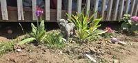 Blue Brindle , a female Cane Corso for sale in Springdale, WA – 1 of 1