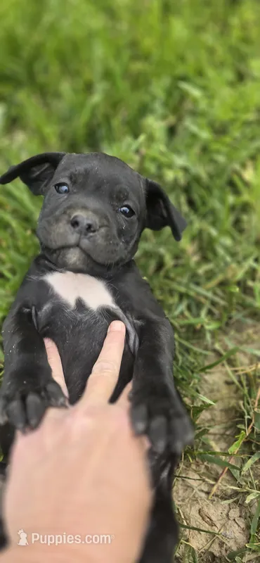 Purple Collar – Cane Corso puppy for sale in Springdale, WA