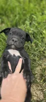 Purple Collar, a female Cane Corso for sale in Springdale, WA – 1 of 1