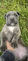 Blue Brindle , a female Cane Corso for sale in Springdale, WA – 2 of 7
