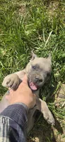 Pink Collar, a female Cane Corso for sale in Springdale, WA – 4 of 9