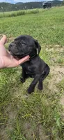 Green Collar , a male Cane Corso for sale in Springdale, WA – 3 of 6