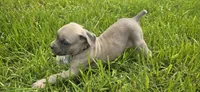 Pink Collar, a female Cane Corso for sale in Springdale, WA – 8 of 9